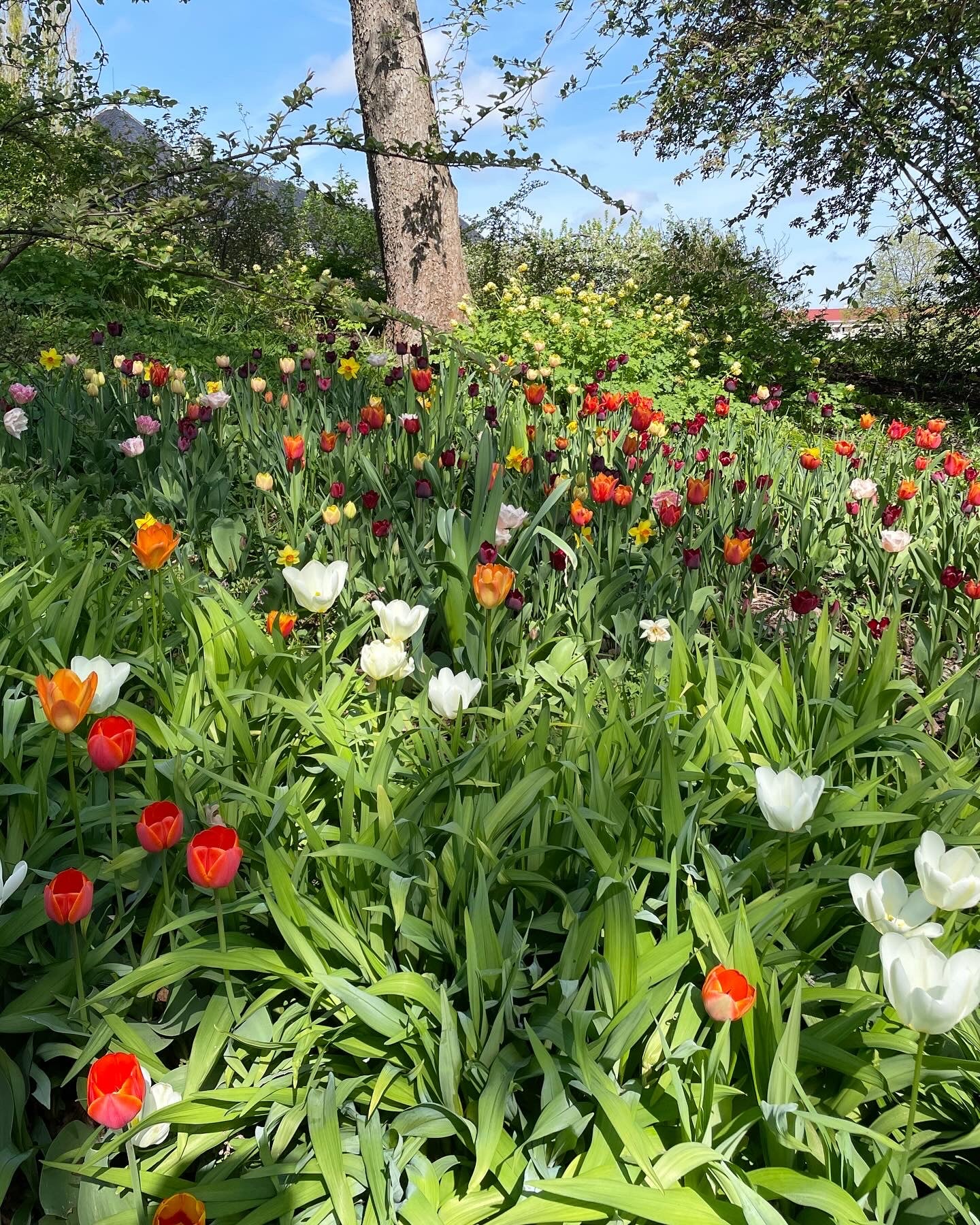 Tulipaner i botanisk hage - Originalt reduksjonstrykk med 5 lag (linosnitt)